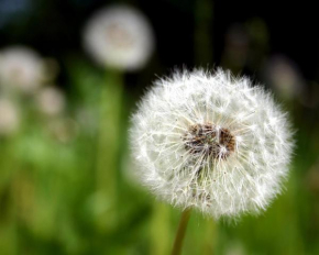 Ferienwohnung Pusteblume